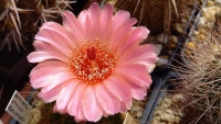 kaktus notocactus ottonis v vencluanus